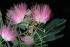 Albizzia julibrissin Durazz
